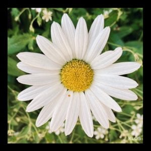 Daisy