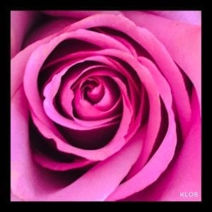 Pink Rose