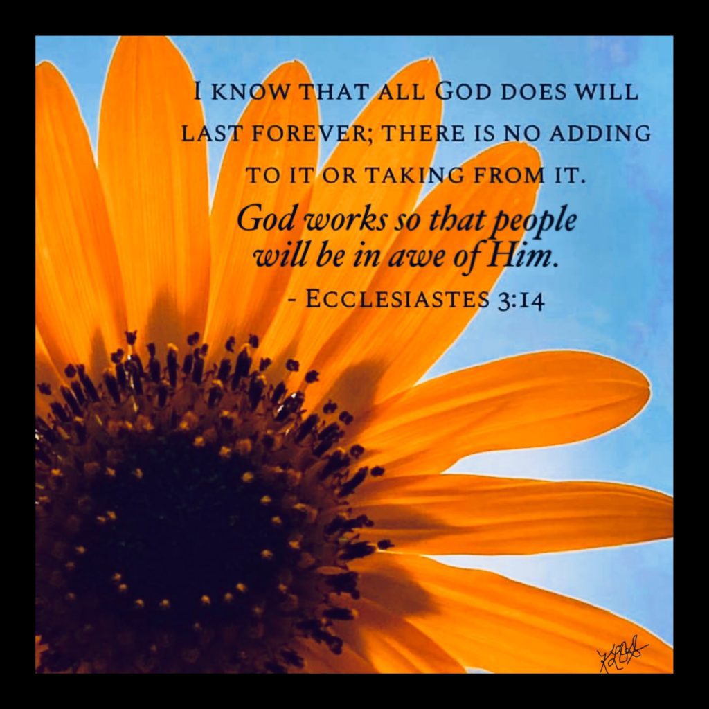 Common Sunflower with Scripture